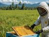 Cara Budidaya Lebah Madu untuk Pemula hingga Panen: Panduan Lengkap dan Praktis